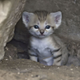 Illustration for article titled Monday Kitten Cuteness - Triple Dose!